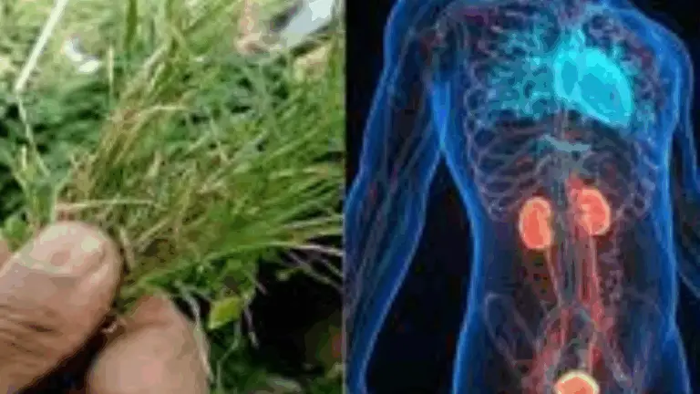 Eleusine Indica: Un Aliado Natural para la Salud Renal