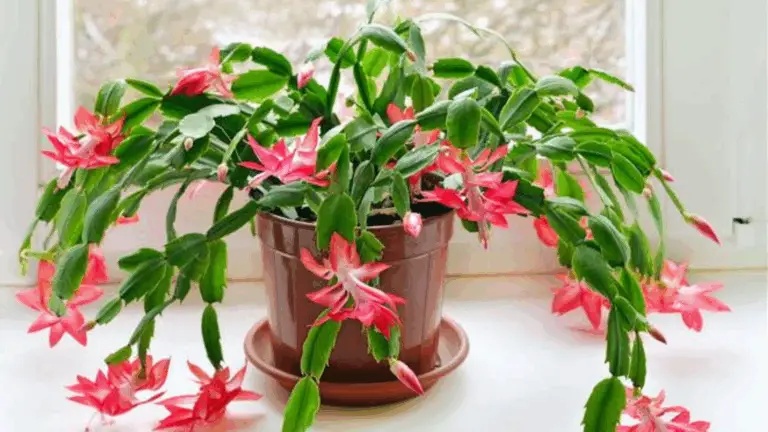 Secretos para que el Cacto de Navidad Florezca: Cuidados y Consejos Esenciales