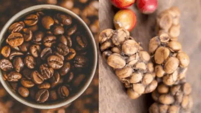 El Café Más Caro del Mundo: Un Viaje por el Sabor y la Exclusividad