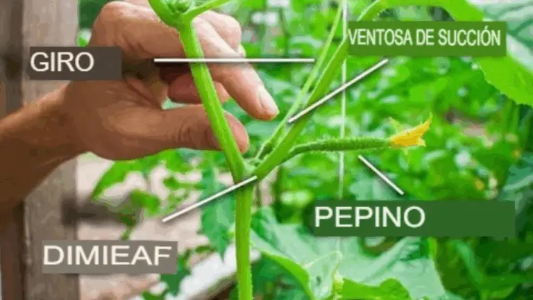 Cómo y Cuándo Podar tus Plantas de Pepino para Obtener una Mejor Cosecha