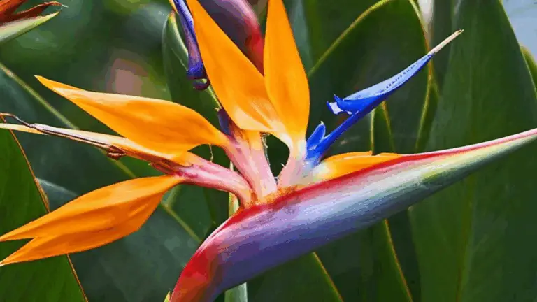 Cómo Propagar y Cuidar el Ave del Paraíso (Strelitzia)