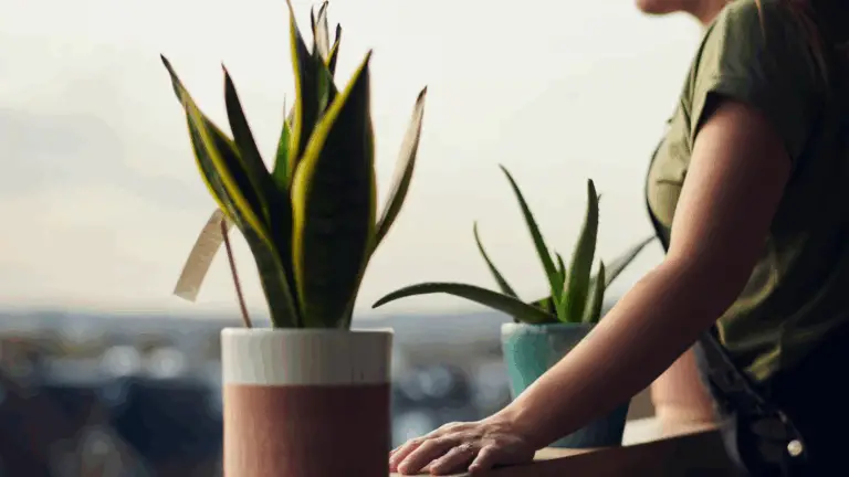 Cómo Hacer Florecer la Lengua de Belleza para Aromatizar tu Hogar 🌿🏡