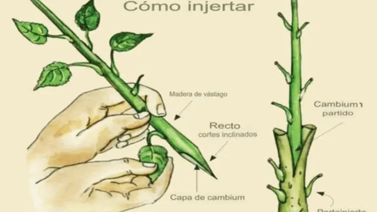 Cómo Injertar Árboles de Manera Correcta y Eficiente