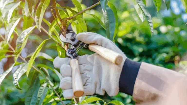 Guía para la Poda de Árboles y Arbustos