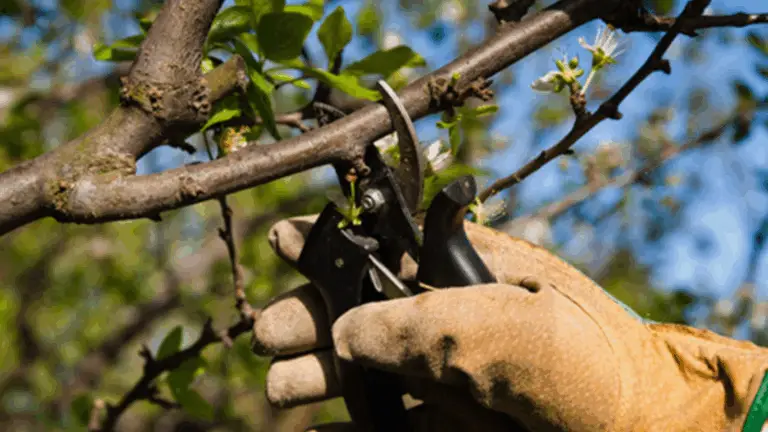 Calendario de Poda: Cómo y Cuándo Podar tus Plantas