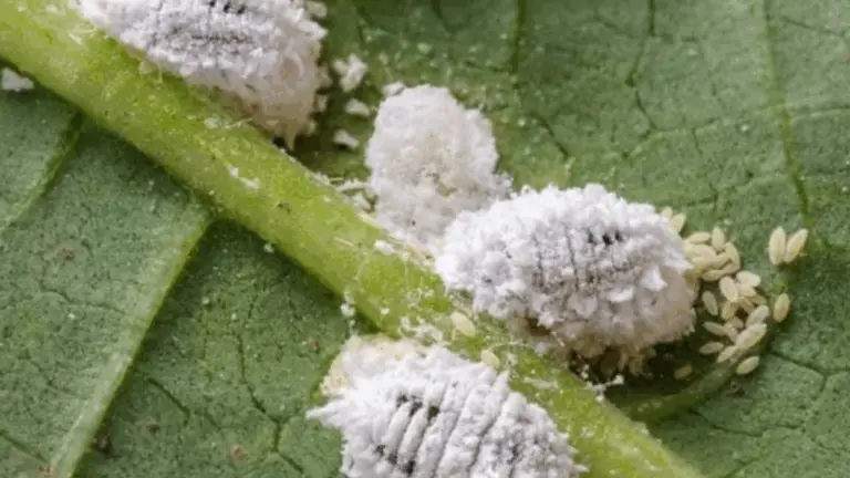 3 Métodos Efectivos para Combatir las Cochinillas en las Plantas