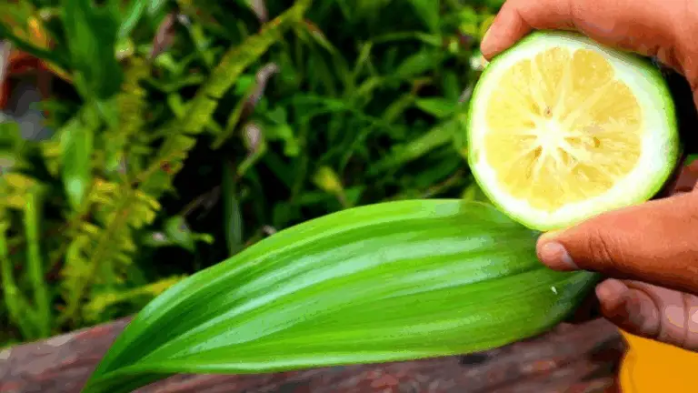 Limón en las Plantas: El Secreto para Orquídeas Saludables
