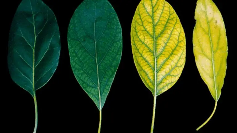 Guía sobre la Falta de Nutrientes en las Plantas