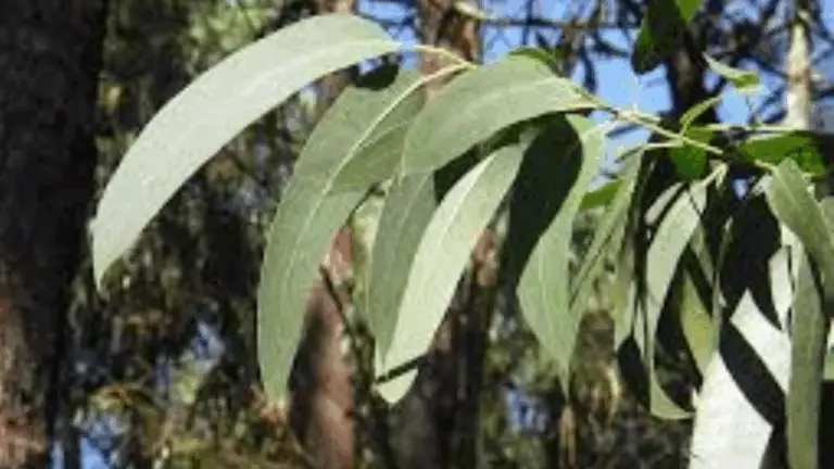 Aceites Esenciales: La Magia de las Plantas en Tu Vida