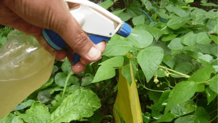 Insecticidas Caseros Naturales para Proteger tus Plantas