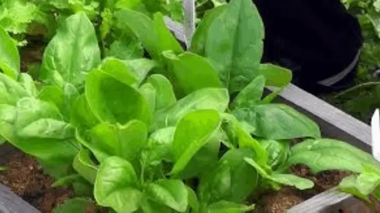 Calendario de Siembra para Otoño e Invierno 🌱❄️