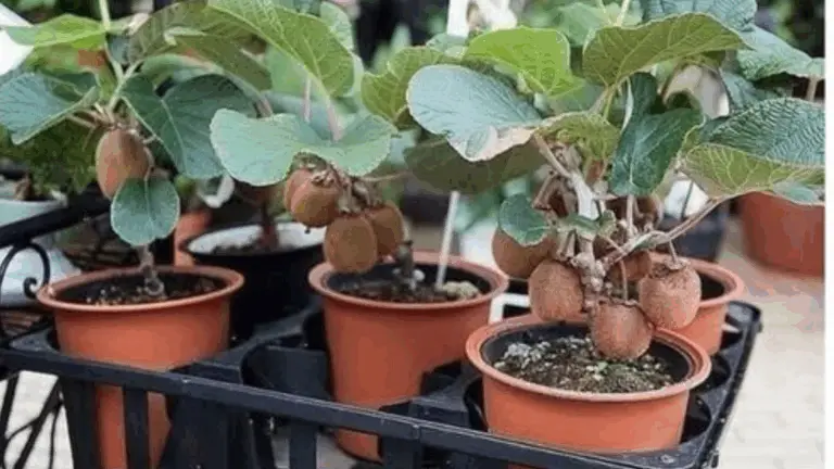 Cultivando Kiwi en Casa: Guía Práctica 🍐🏡
