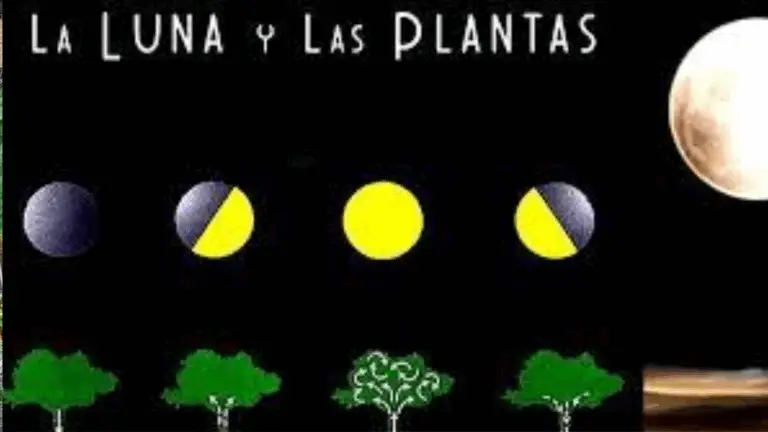 Guía de Prácticas Agrícolas Asociadas con las Fases Lunares 🌙🌱
