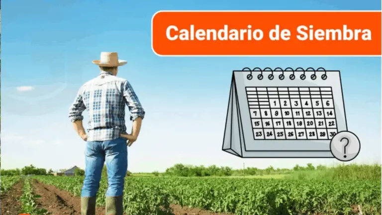 Calendario de Plantio de Hortalizas: Tu Guía Práctica para Cultivar Éxitos en el Huerto 🌱🥕