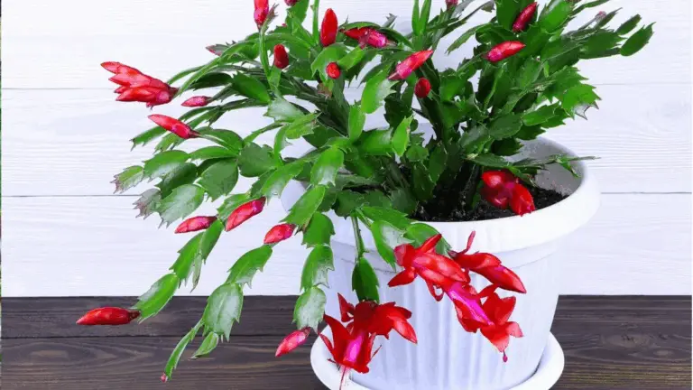 Consejos para Aumentar la Floración de tu Cactus de Navidad 🌵🎄