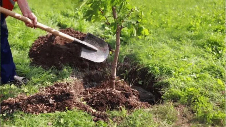 Fertilización de Árboles Frutales: Claves para un Crecimiento Saludable 🍏🌳