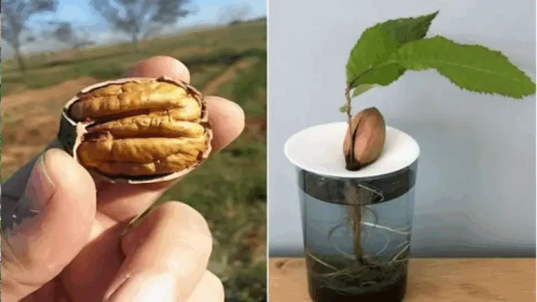 Cultivar Nueces de Pacana Desde Semillas: Una Aventura Deliciosa 🌰🌳