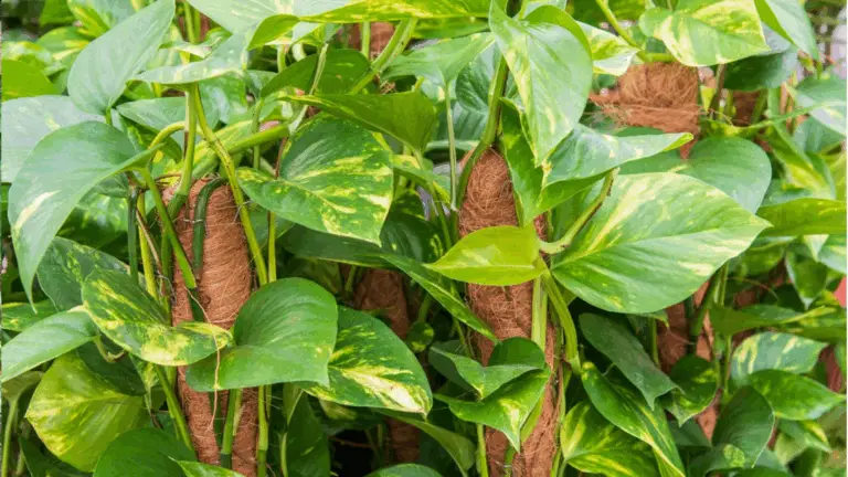 9 Plantas que Purifican el Aire en Casa