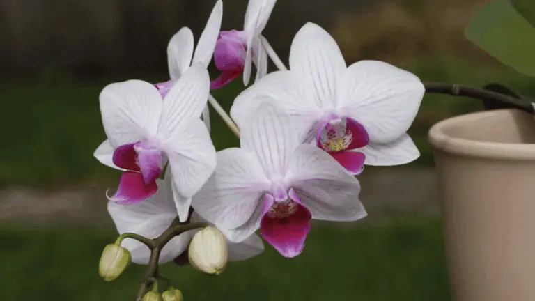 Cómo Hacer que Tu Orquídea Florezca Continuamente Cada Mañana