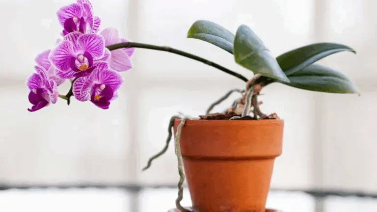 Cómo Revitalizar y Replantar tu Orquídea