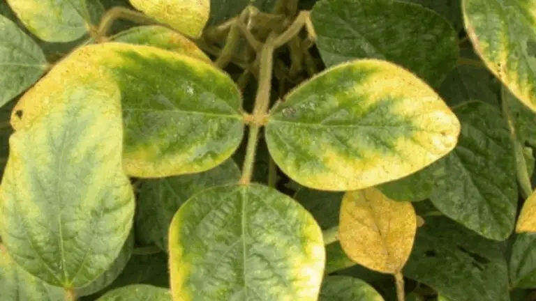 Guía para Identificar Deficiencias Nutricionales en Plantas