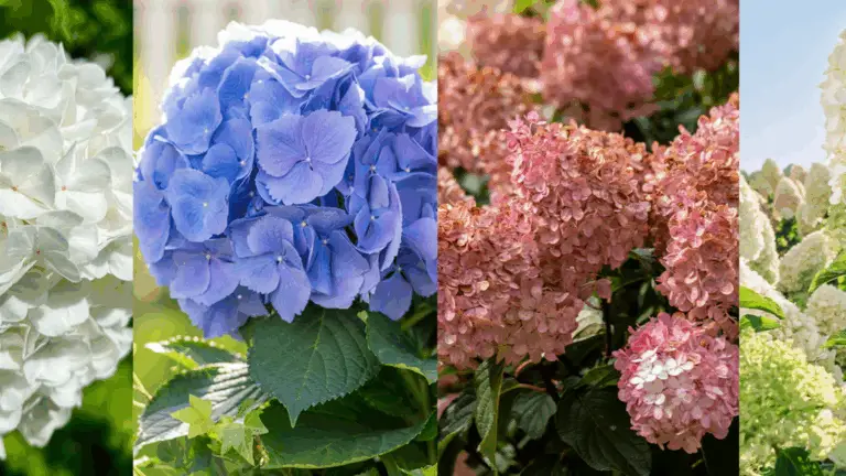 Cómo Podar la Hortensia Trepadora: Consejos y Técnicas