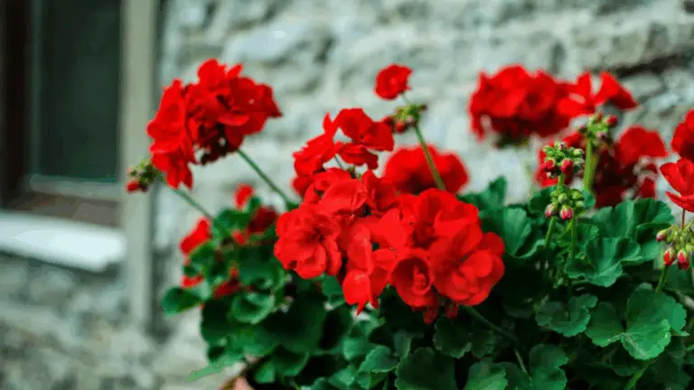 Secretos para Geranios Fuertes y Frondosos: Consejos de Jardinería