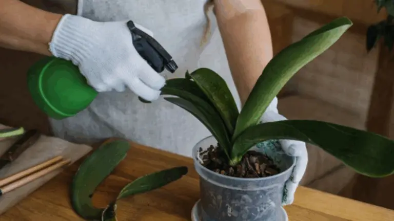 Secretos para el Riego Perfecto de las Orquídeas