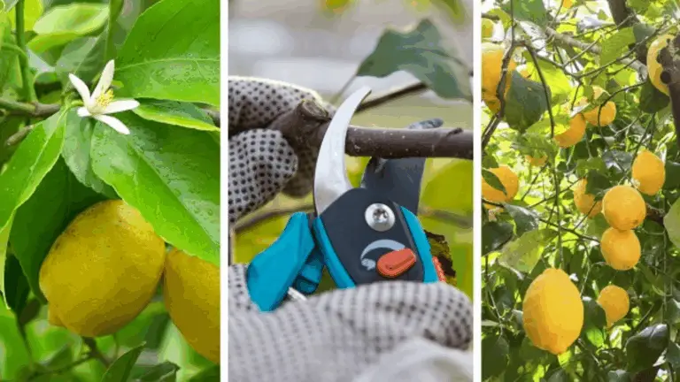 Guía para Cortar un Limonero: Consejos para un Crecimiento Saludable