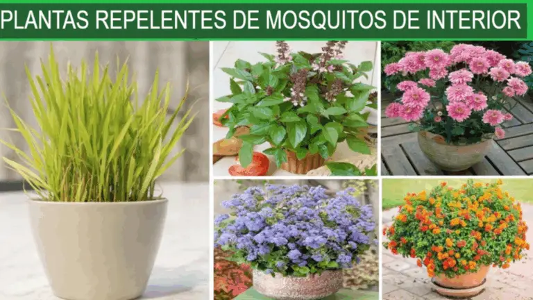 Plantas que Repelen Mosquitos: Un Enfoque Natural para Mantenerlos Fuera de Tu Hogar