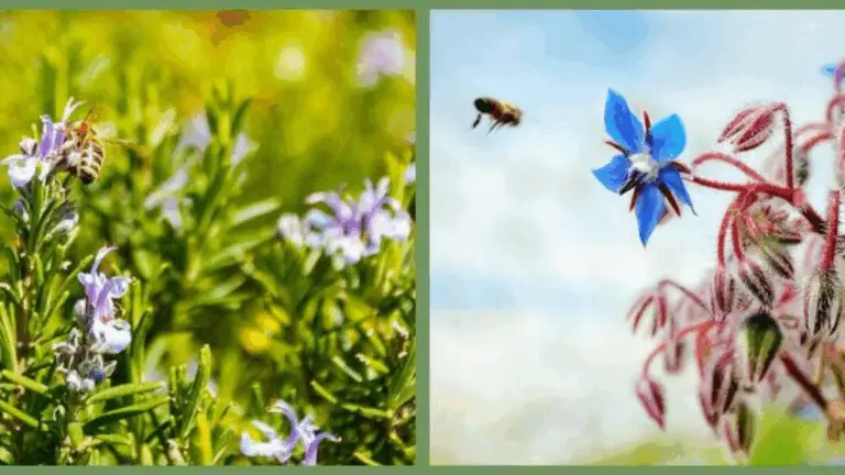 ¡Salvemos a las Abejas con Plantas Nativas!