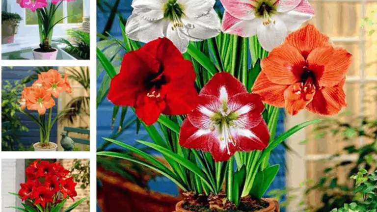 La Hermosa y Fascinante Flor Amaryllis