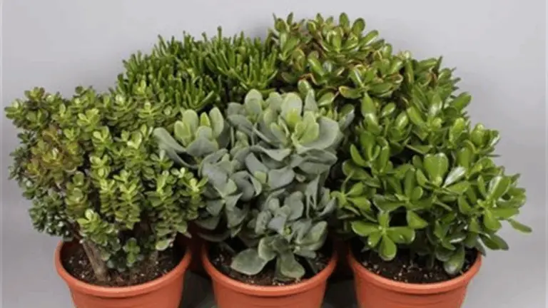 La Flor de Jade: Una Maravilla Natural