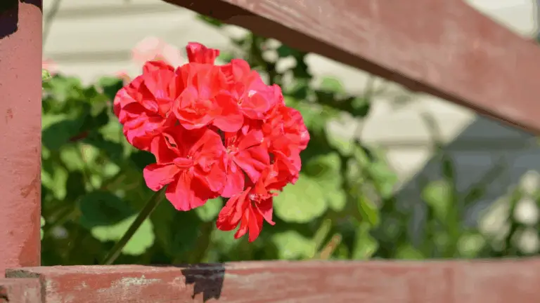 El Secreto para que los Géranios Floren Más Rápido: Llena Tu Balcón de Colores