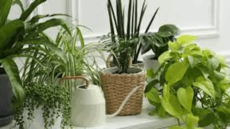 La Importancia del Sol para el Crecimiento de las Plantas