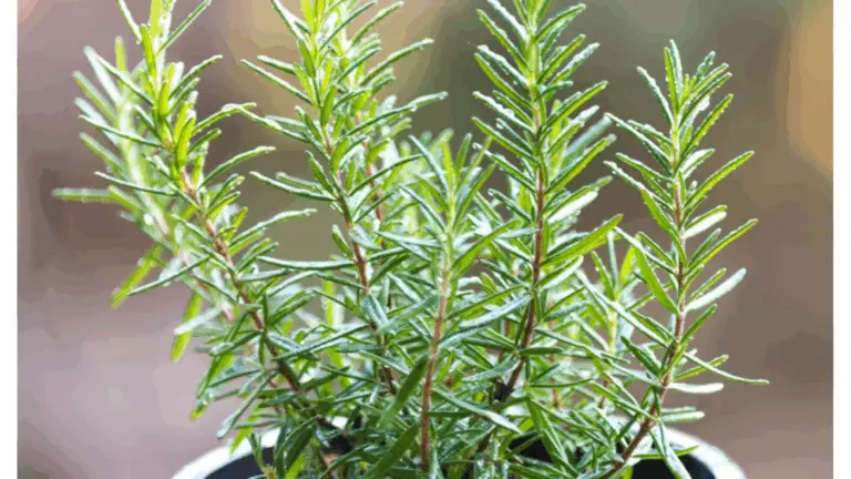 Cómo Cultivar Romero Rápidamente a Partir de un Ramo