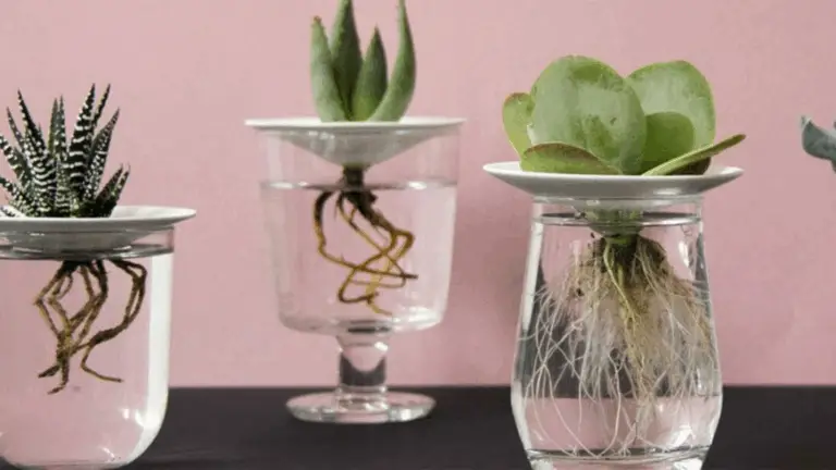 Cómo Multiplicar Suculentas con Agua: Un Método Sencillo y Efectivo