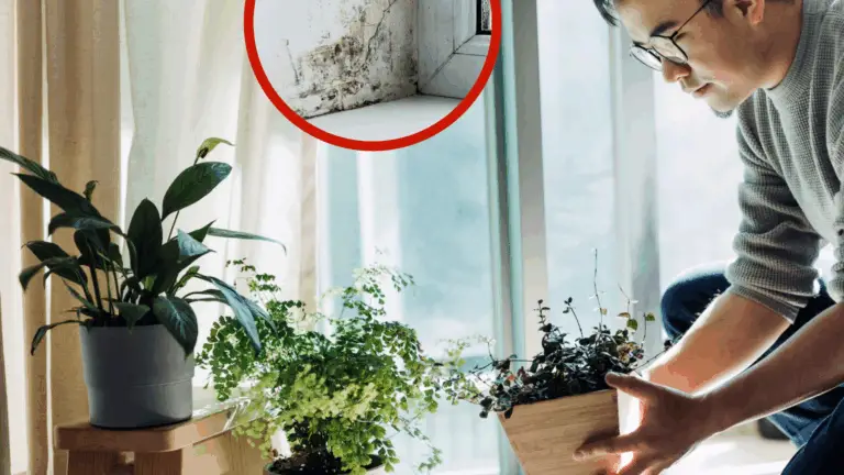Adiós a la Humedad en Casa: Mantén Estas Hermosas Plantas en el Salón