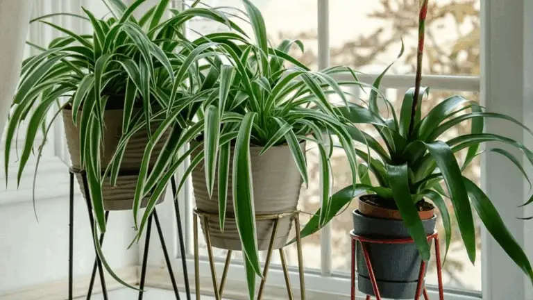 Si Tienes Esta Planta, Cuídala Como Si Fuera Oro: ¡Es un Verdadero Tesoro!