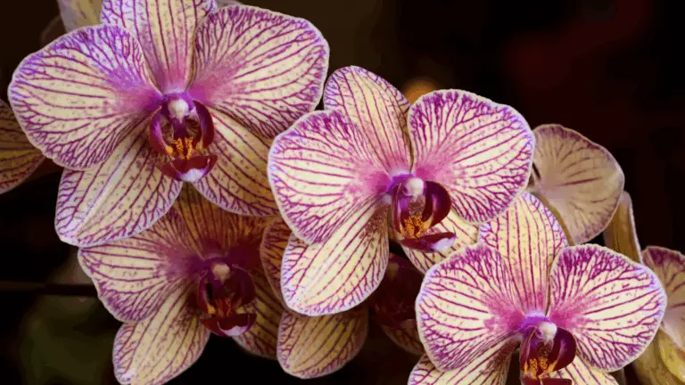 Cómo Lograr una Floración Abundante en Tu Orquídea: Soluciones Naturales