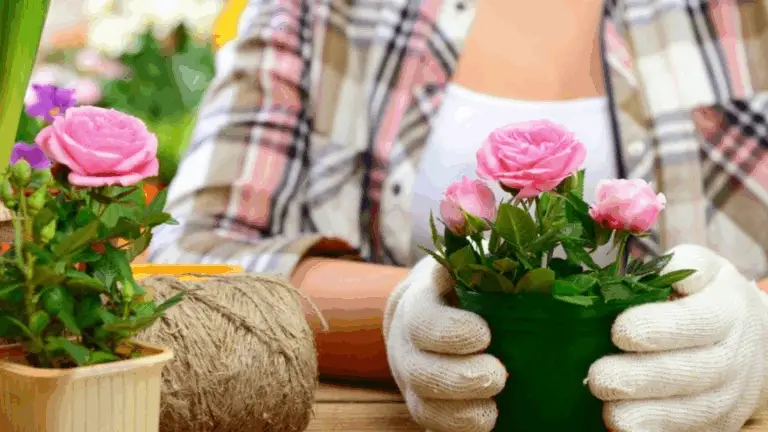 Cuidados Básicos para los Rosales: Guía Completa para un Jardín Exuberante 🌹