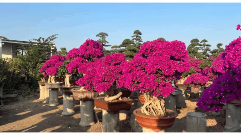 Guía Práctica para Cultivar Bougainvilleas en Macetas y Lograr una Floración Constante