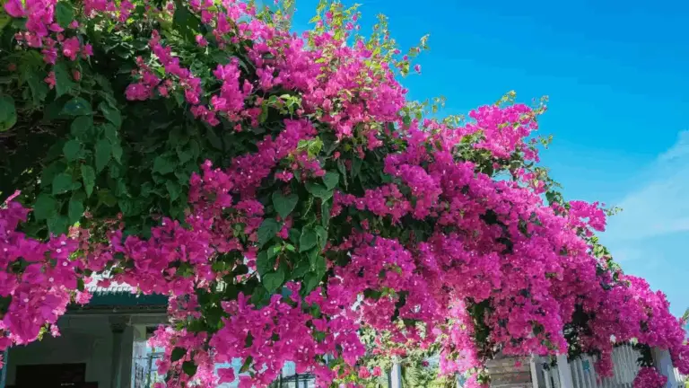 Guía Práctica para Cultivar Bougainvillas en Macetas y Lograr una Floración Constante