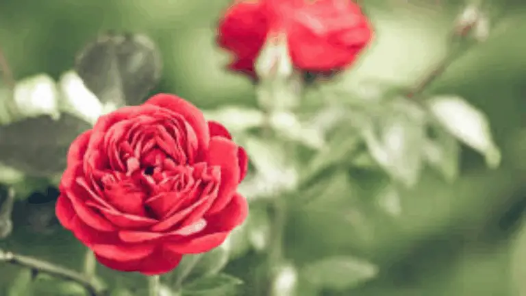 Cuidados Esenciales para el Cultivo de Rosas: Guía Completa