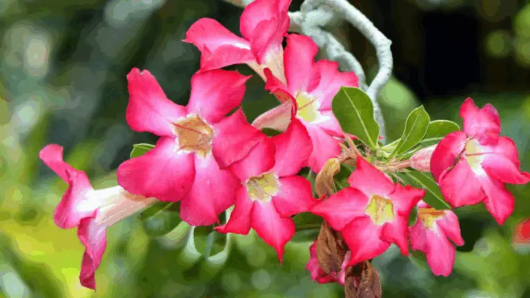 ¿Por Qué Algunas Rosas del Desierto No Florecen?