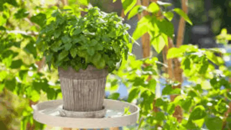 Plantas Anti-Mosquitos: Las 10 Mejores Plantas Repelentes para Tu Jardín