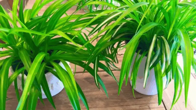 Cuida Tu Planta Araña: Un Tesoro Verde Para Tu Hogar