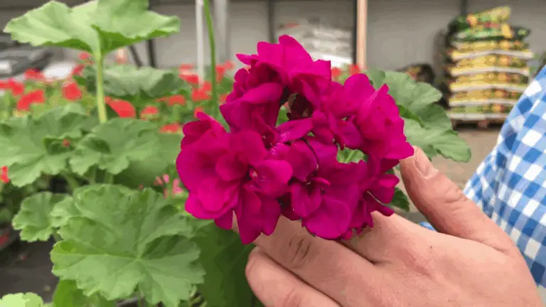 La Planta de Geranio: Cuidado y Beneficios de Esta Maravillosa Especie