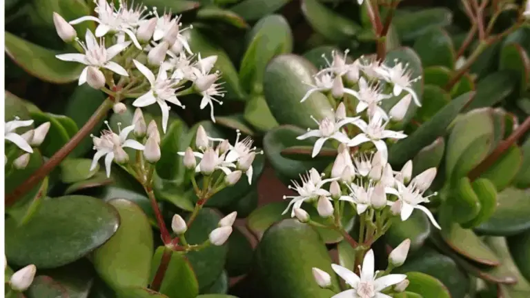 Cómo Hacer Florecer un Árbol de Jade (Crassula ovata)