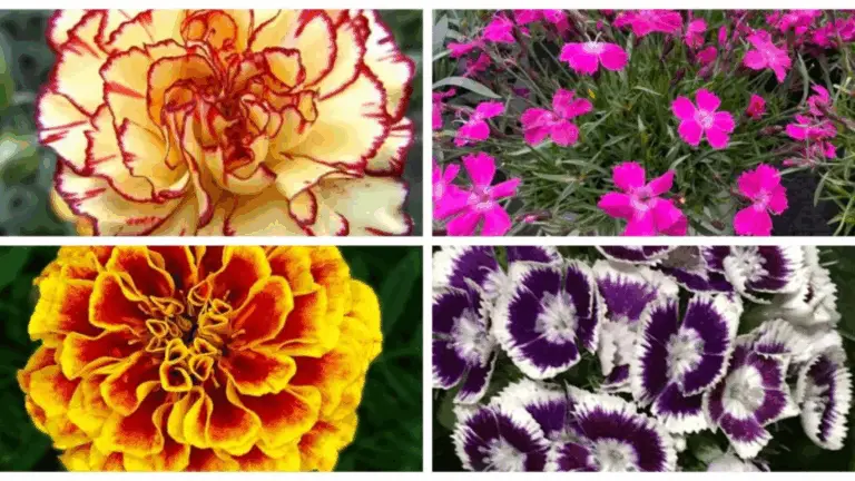 Multiplica tu Jardín Rápidamente: Plantas Perennes que se Propagan Fácilmente